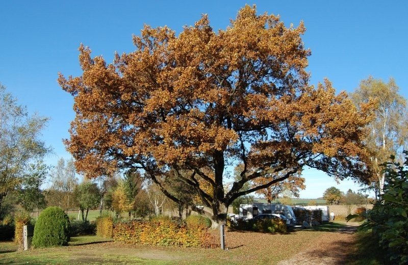 Herbst-Schlemmerwoche